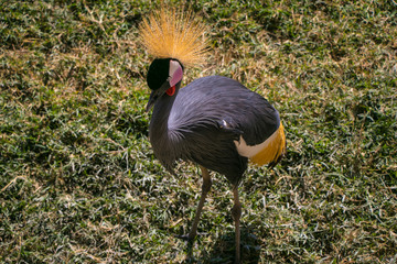 Fototapeta premium Ave exótica