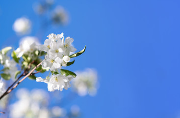 White flowers of an apple tree against a clear blue sky with place for text