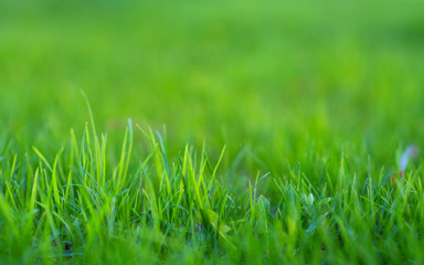 Spring or summer and grass field with green background