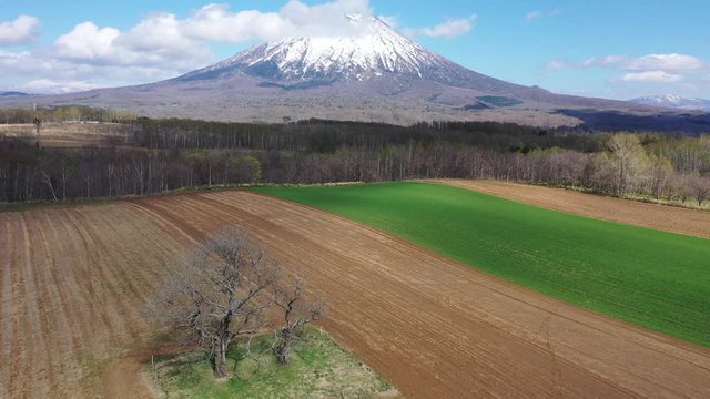 双子のさくらんぼの木と羊蹄山 ドローン空撮 / 北海道ニセコの観光イメージ