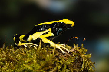 Young dyeing poison dart frog 