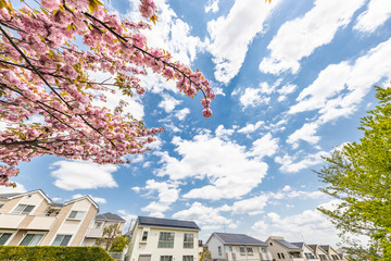 住宅街に咲く満開の桜
