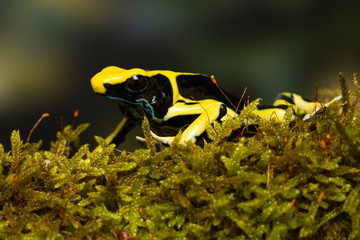 Young dyeing poison dart frog 
