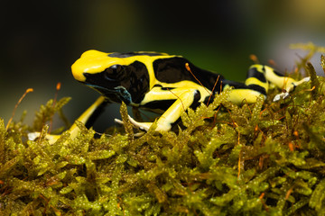 Young dyeing poison dart frog 