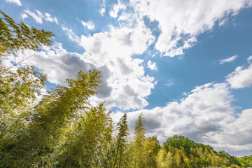 風に揺れる新緑の竹