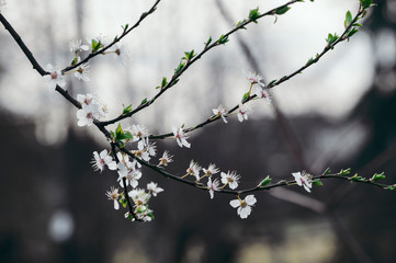White plum blossoms on a twig in the morning light.
