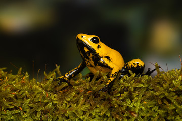 Young golden poison frog 