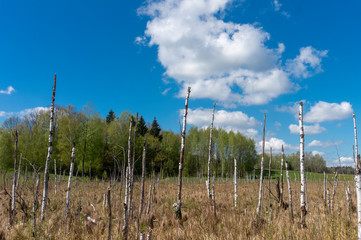 Dead trees on the swamp landscape