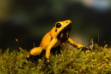 Young golden poison frog 