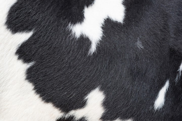 Spotted black-and-white cow skin.
