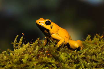 Young golden poison frog 