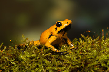Young golden poison frog 