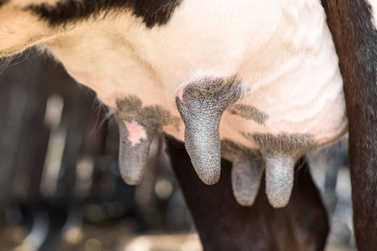 Udder of an adult dairy cow close up.