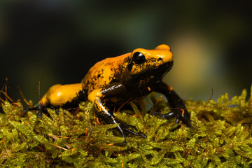 Young golden poison frog 
