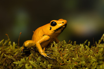 Young golden poison frog 