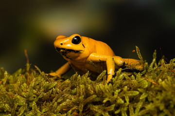 Young golden poison frog 