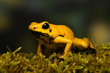 Young golden poison frog 