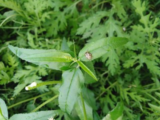 It is an insect and plant. 
