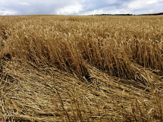 Wide boundless field of yellow ripe wheat under a blue sky.