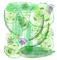 Fotdel pieces of cucumber in translucent form. Manual digital illustration