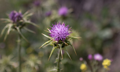 Nice purple flower of wild thistle. Macro image of a flower.