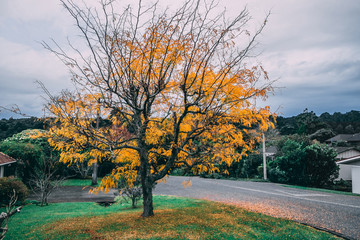 Naklejka premium autumn fall color leaves leaf