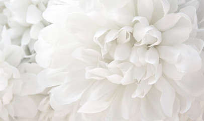 beautiful white flowers background, close up white flower petals © Siwakorn1933