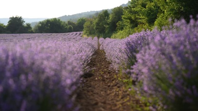 Lavender field with flying honey bee. Close Up soft focus and blurred background blooming Violet fragrant lavender flowers