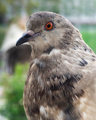 A large portrait of a gray dove looking curiously out the window