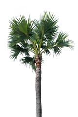 Palm tree isolated on white background. Tropical trees popularly used to decorate the garden outside the building. Large trees are growing in summer. Clipping path included. 