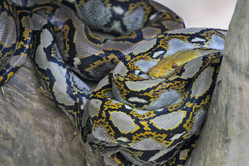 Close up Head big burmese python snake in body on stick tree at thailand