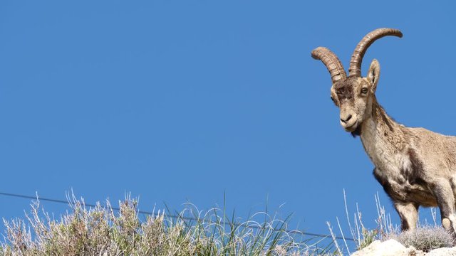 Wild mountain goat spanish ibex on rock against blue sky. Wildlife animals