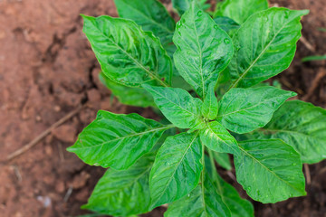 mint leaves in a garden