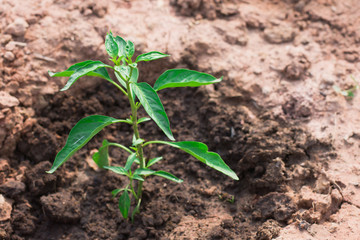 young plant in the soil