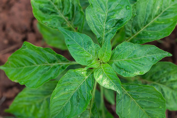 close up of mint leaves