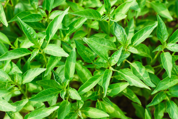 green leaves background