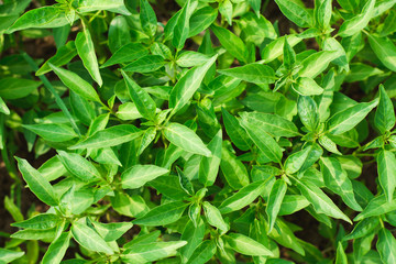 close up of a fresh green plant