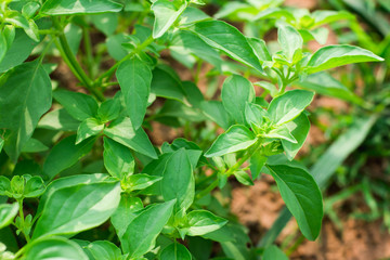 Obraz premium close up of fresh green basil