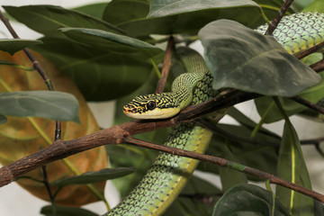 Close up green snake or Chrysopelea ornata on tree