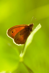 red orange butterfly on a green leaves . Nature background