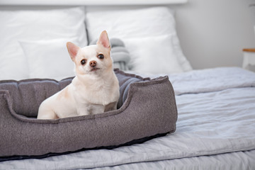 Cute dog in pet bed at home