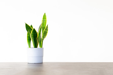 Sansevieria houseplant in a white pot on a concrete table isolated against a white background with copy space