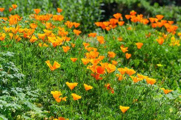 Blooming California Poppies "Super Bloom"