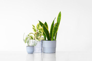 Fototapeta na wymiar Three houseplants in pots isolated against a white background with copy space. Plants include a sansevieria, peperomia and a succulent.