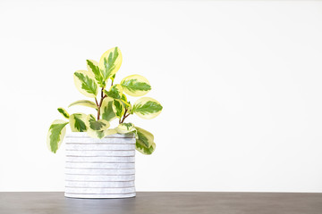 Peperomia houseplant in a grey pot on a concrete table isolated against a white background with copy space