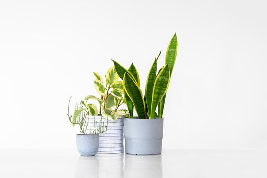Three houseplants in pots isolated against a white background with copy space. Plants include a sansevieria, peperomia and a succulent.