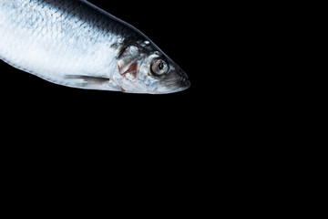 Herring fish isolated on black background. Frozen group of fish. iced atlantic fish. Herrings....