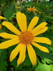 yellow flower in the garden