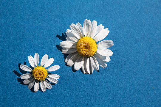Two white camomiles  in a decorative paper on dack blue background. Copy spase. Close up