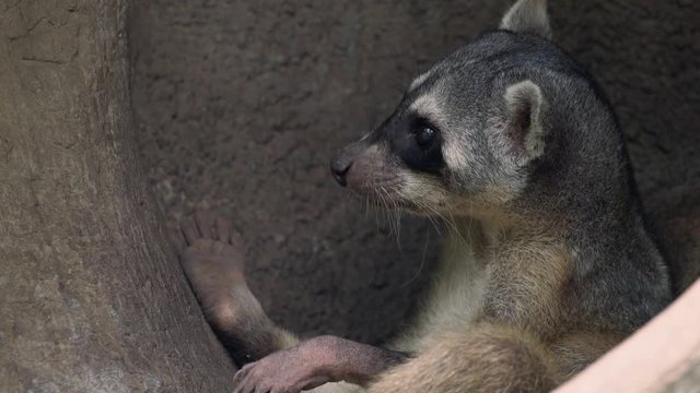 crab-eating raccoon
Osito Lavador 
Mapache
Raccoon 
Guayaquil Ecuador 